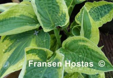 Hosta Stetson