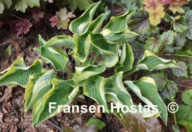 Hosta Stetson