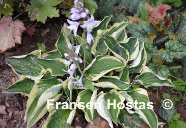 Hosta Stetson