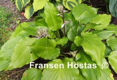 Hosta Stimulation