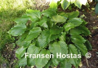 Hosta Stimulation