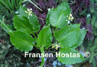 Hosta Stimulation