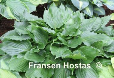 Hosta Stimulation