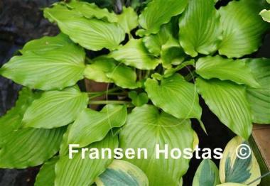 Hosta Stimulation