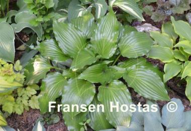 Hosta Stimulation