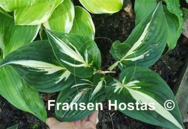 Hosta Sting