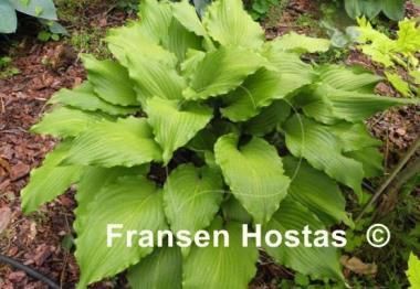 Hosta Stir It Up