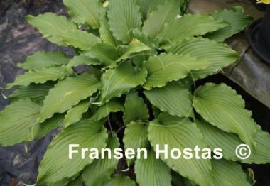 Hosta Stir It Up