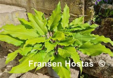 Hosta Stir It Up