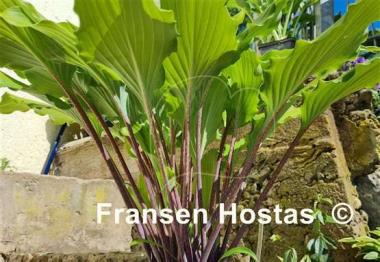 Hosta Stir It Up