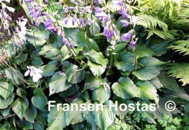 Hosta Stirfry