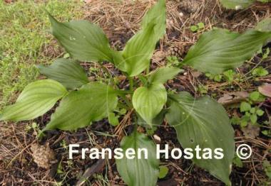 Hosta Stirfry