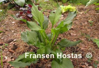 Hosta Stirfry
