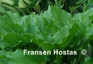 Hosta Stirfry