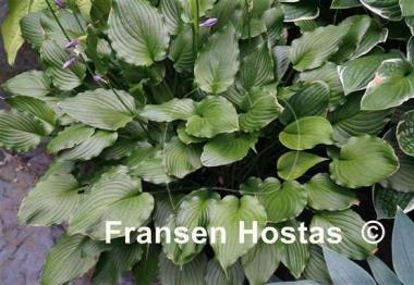 Hosta Stirfry