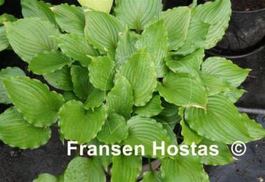 Hosta Stirfry