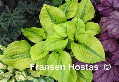 Hosta Stitch Genes