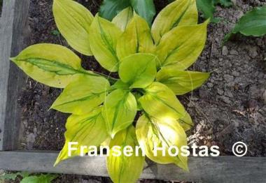 Hosta Stitch Genes