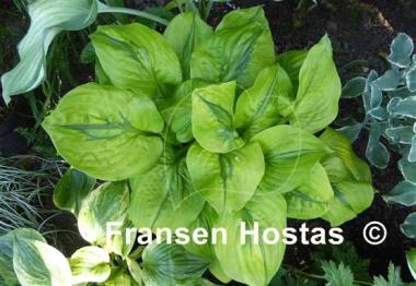 Hosta Stitch Genes