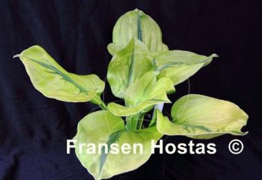 Hosta Stitch in Time