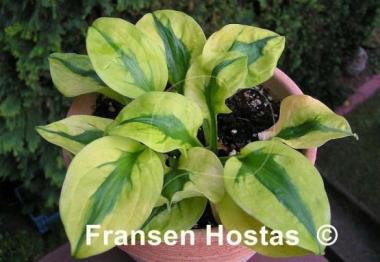 Hosta Stitch in Time