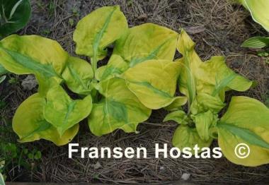 Hosta Stitch in Time