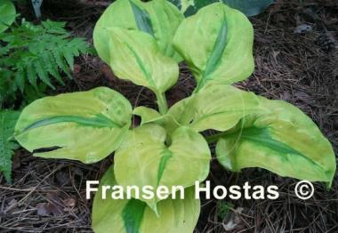 Hosta Stitch in Time