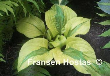 Hosta Stitch in Time