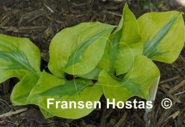 Hosta Stitch in Time