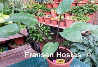 Hosta Stolen Ability