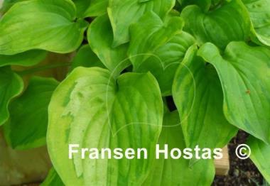 Hosta Stolen Kiss