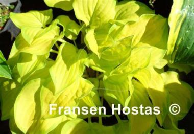 Hosta Stolen Kiss