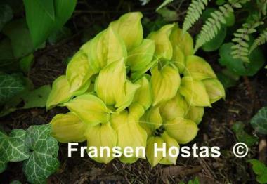 Hosta Stolen Kiss