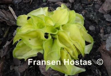 Hosta Stolen Kiss