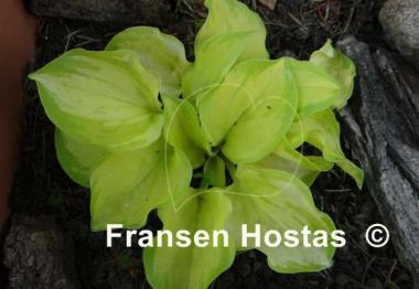 Hosta Stolen Kiss
