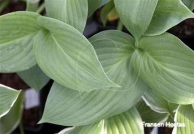 Hosta Stonewall