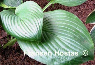 Hosta Stonewall