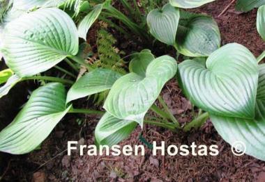 Hosta Stonewall