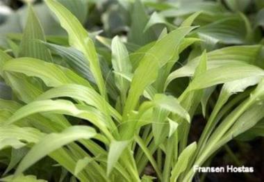 Hosta Stormy Dance