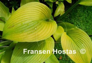 Hosta Straight Flush