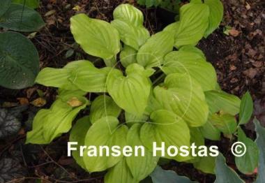 Hosta Strawberry Banana Smoothie