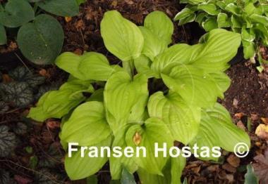 Hosta Strawberry Banana Smoothie