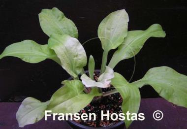 Hosta Strawberry Banana Smoothie