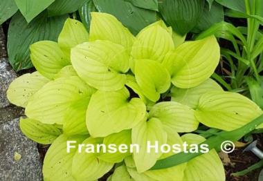 Hosta Strawberry Banana Smoothie