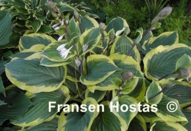 Hosta Strawberry Surprise