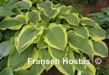 Hosta Strawberry Surprise