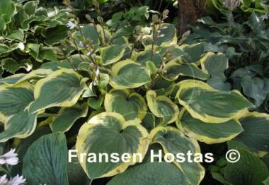 Hosta Strawberry Surprise