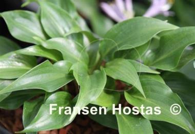 Hosta Strawberry Yogurt