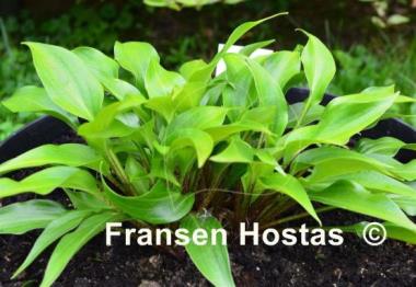 Hosta Strawberry Yogurt