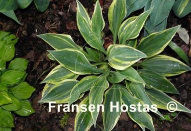 Hosta Striped Weasel